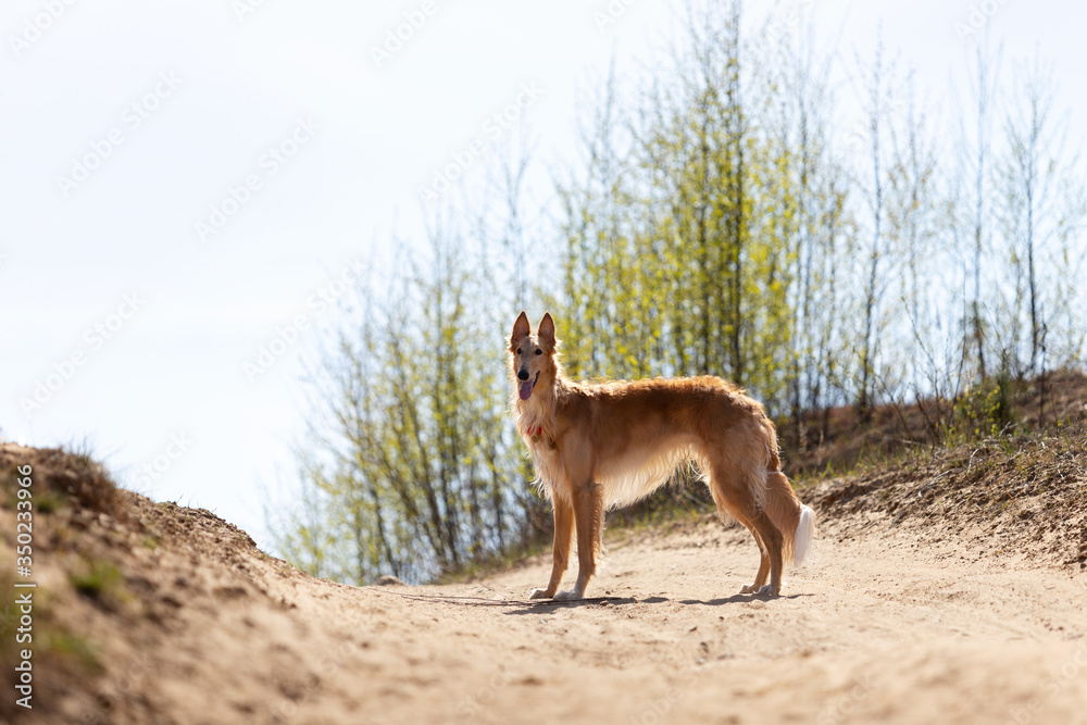Puppy borzoi walks outdoor at summer day Puppy borzoi walks outdoor at summer day