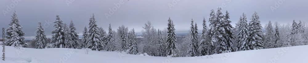Panorama of winter landspace with snowy spruce trees Panorama of winter landspace with snowy spruce trees