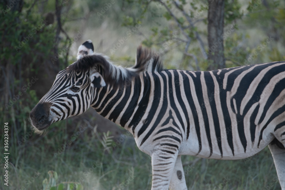 Zebra (Equus equus) in the Timbavati Reserve,South Africa Zebra (Equus equus) in the Timbavati Reserve,South Africa