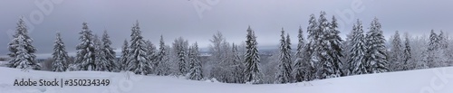 Panorama of winter landspace with snowy spruce trees