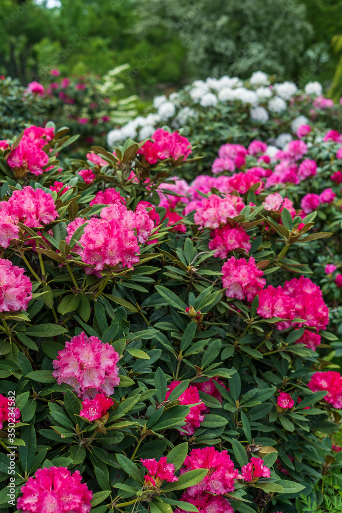 Rhododendron in bloom with flowers. Azalea bushes in the park. A great decoration for any garden