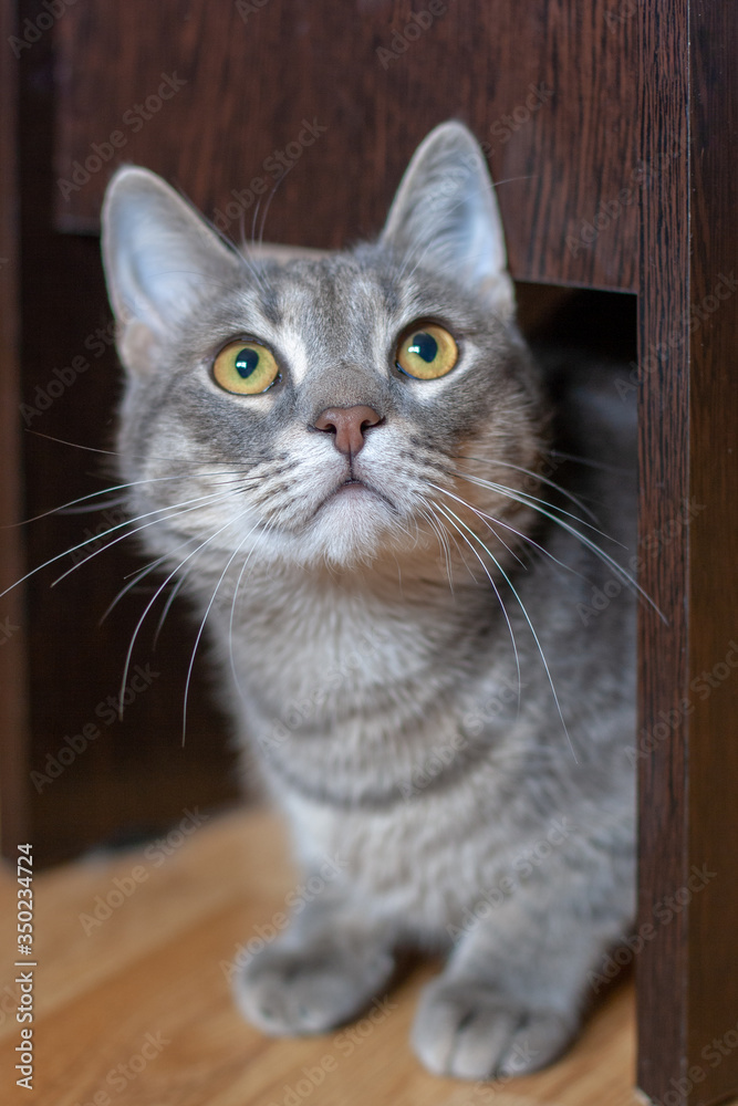 A gray cat sits under a chair and looks up. Yellow eyes and a long mustache. Shallow depth of field. Focus on the eyes. Vertical.