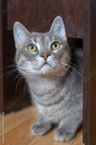 A gray cat sits under a chair and looks up. Yellow eyes and a long mustache. Shallow depth of field. Focus on the eyes. Vertical.