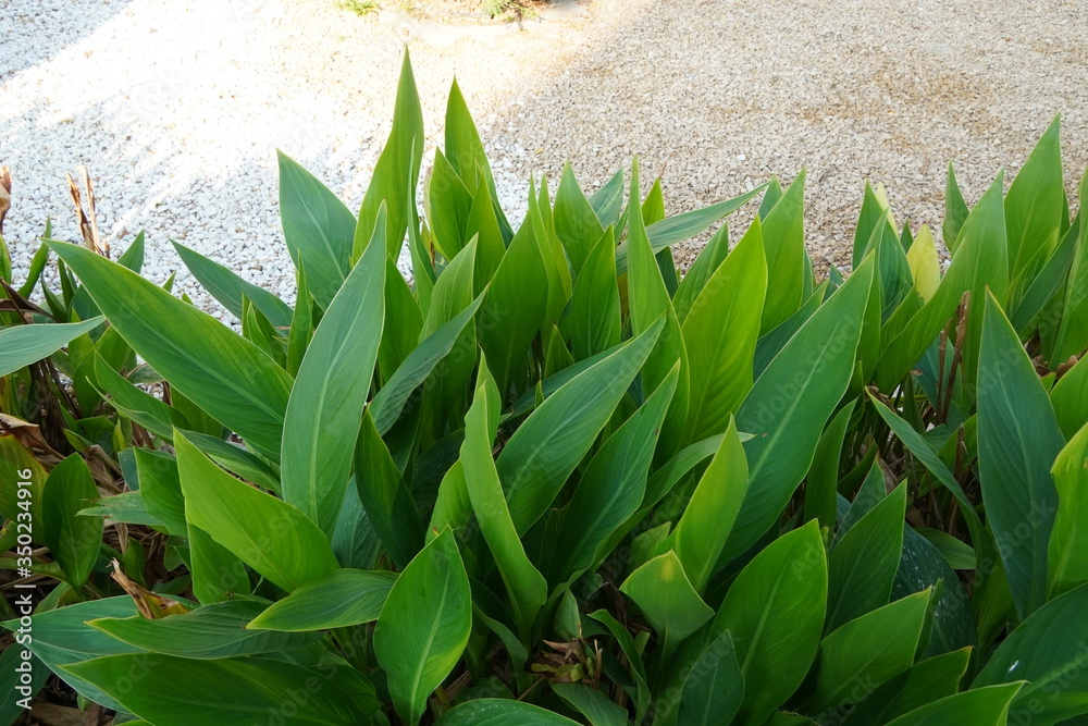 Obraz premium Close Up view of Scenic view of landscaped path with plants and stones in yard. Backyard of residential house. Stone pedestrian sidewalk and landscaping in home garden. Concrete pavement.