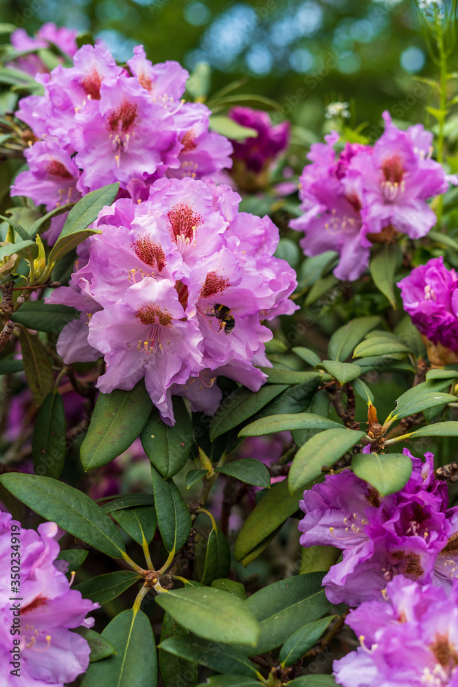 Rhododendron in bloom with flowers. Azalea bushes in the park. A great decoration for any garden Rhododendron in bloom with flowers. Azalea bushes in the park. A great decoration for any garden