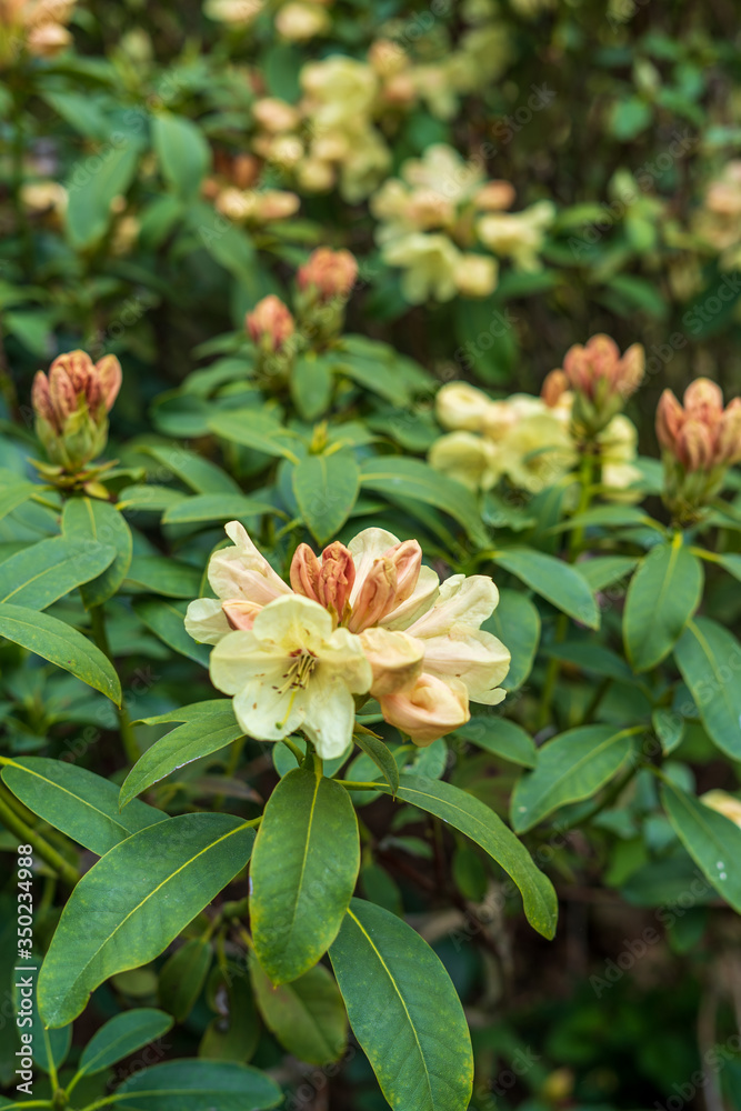Rhododendron in bloom with flowers. Azalea bushes in the park. A great decoration for any garden Rhododendron in bloom with flowers. Azalea bushes in the park. A great decoration for any garden