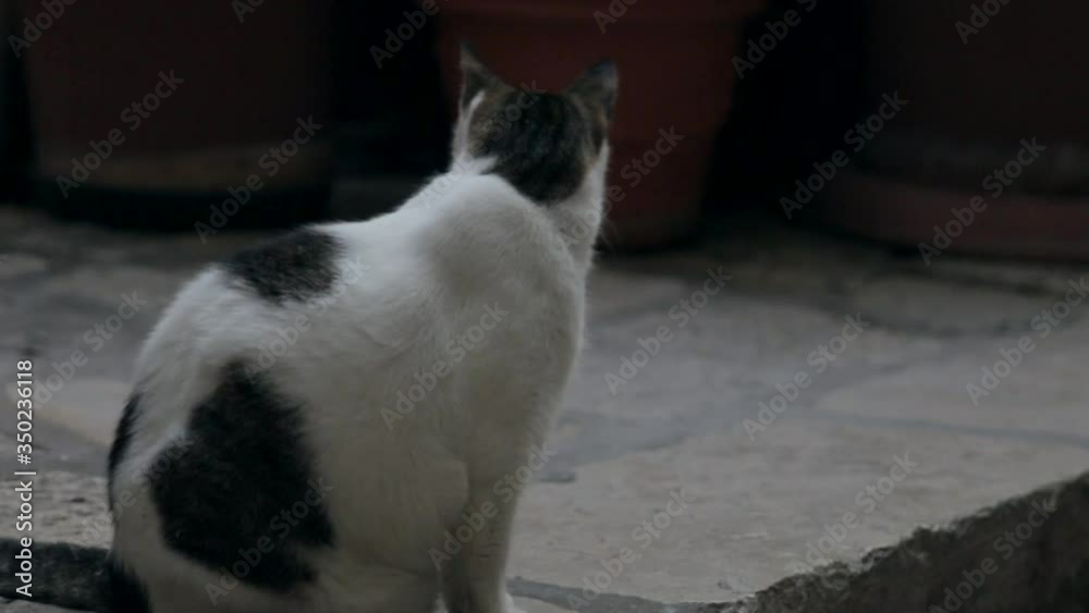 Black and white cat cleaning itself. Street cat in old town, Dubrovnik. Black and white cat cleaning itself. Street cat in old town, Dubrovnik.