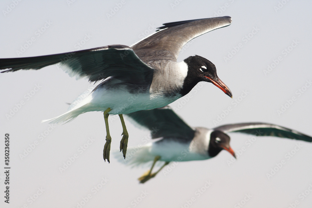 Bird White-eyed gull in flight