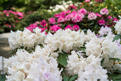 Rhododendron in bloom with flowers. Azalea bushes in the park. A great decoration for any garden