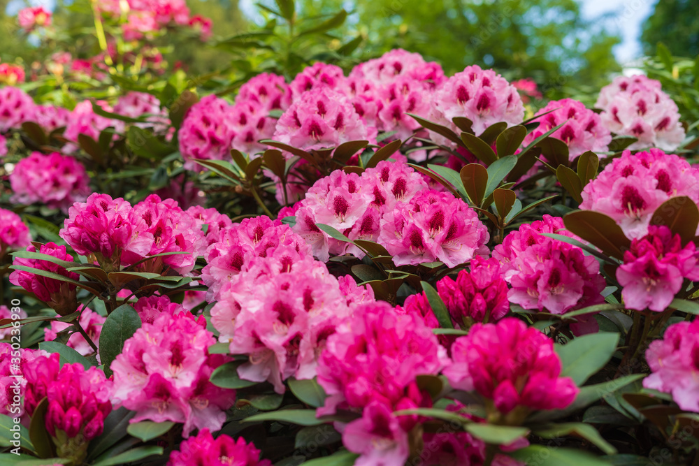 Rhododendron in bloom with flowers. Azalea bushes in the park. A great decoration for any garden Rhododendron in bloom with flowers. Azalea bushes in the park. A great decoration for any garden