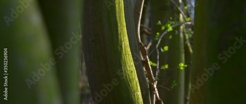 tree covered with fine mose