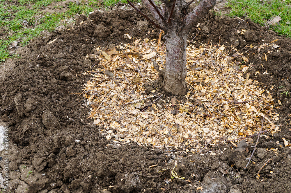 mulching flowerbed with pine tree bark mulch Stock Photo Adobe Stock