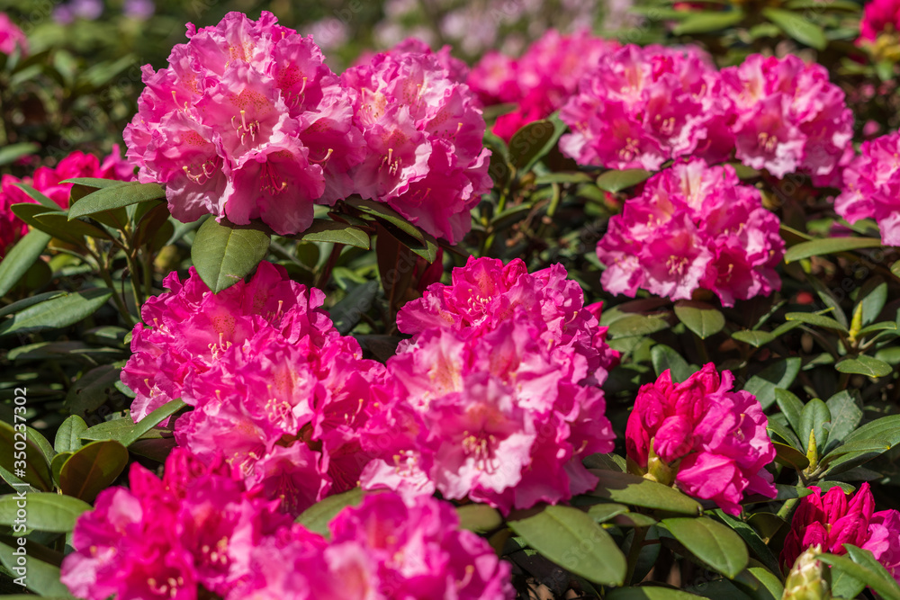 Rhododendron in bloom with flowers. Azalea bushes in the park. A great decoration for any garden