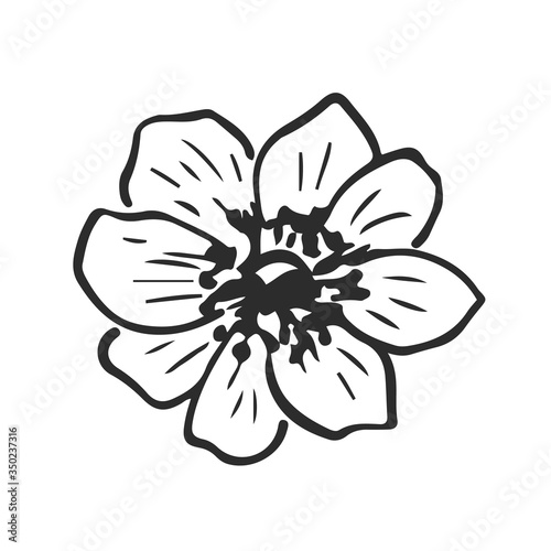 Hand Drawn Anemone Flower - Vector Decoration