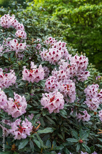 Rhododendron in bloom with flowers. Azalea bushes in the park. A great decoration for any garden