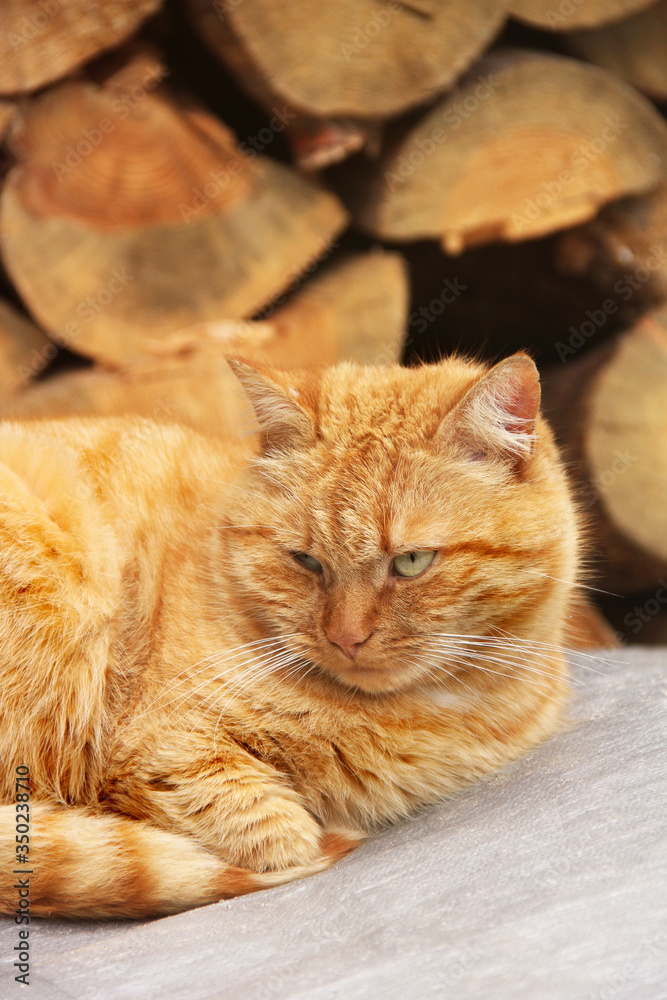 Red cat lies on the background of chopped firewood