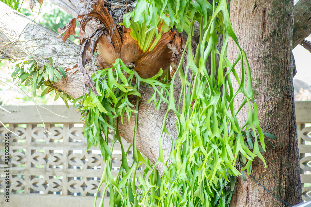 Obraz premium Horn plant (Platycerium) ,Deer antlers or with the scientific name platycerium andinum which is also known in Indonesia as a 