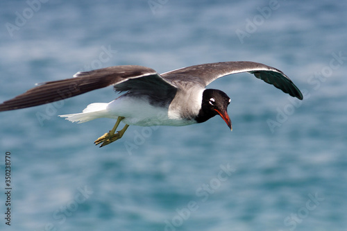 Obraz na płótnie
Bird White-eyed gull in flight w salonie