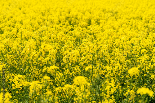 Rapeseed flowers in the fields around the city. © muchomoros