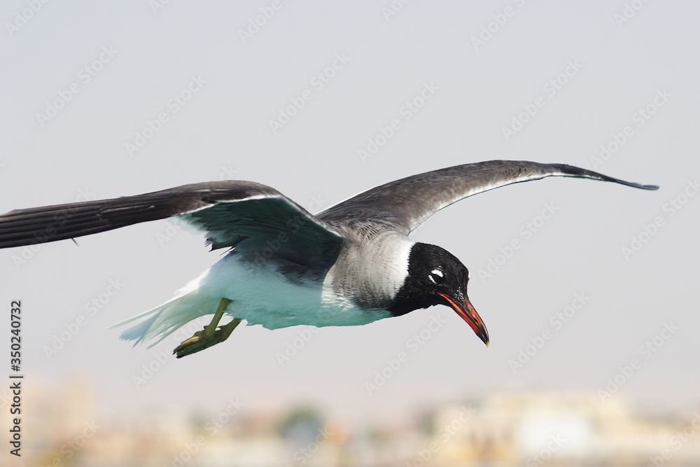 Bird White-eyed gull in flight