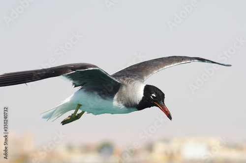 Obraz na płótnie
Bird White-eyed gull in flight w salonie