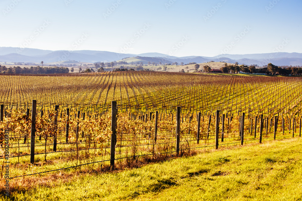 Fototapeta premium Yarra Valley Vineyard in Australia