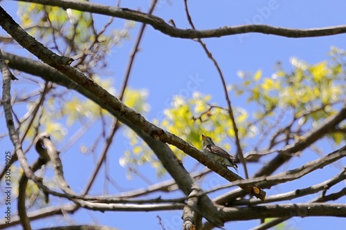 樹上のキビタキのメス photo