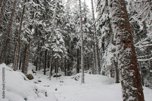 forest in the french alpes, closed to chamonix (france) © frdric
