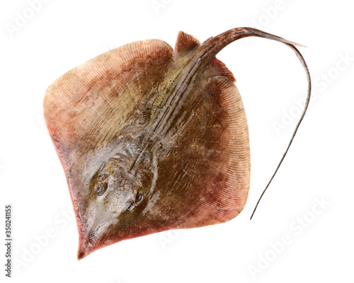 Fresh ray fish isolated on white background photo