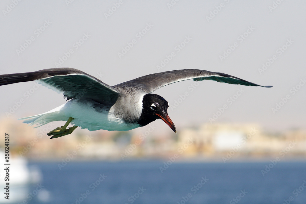 Bird White-eyed gull in flight