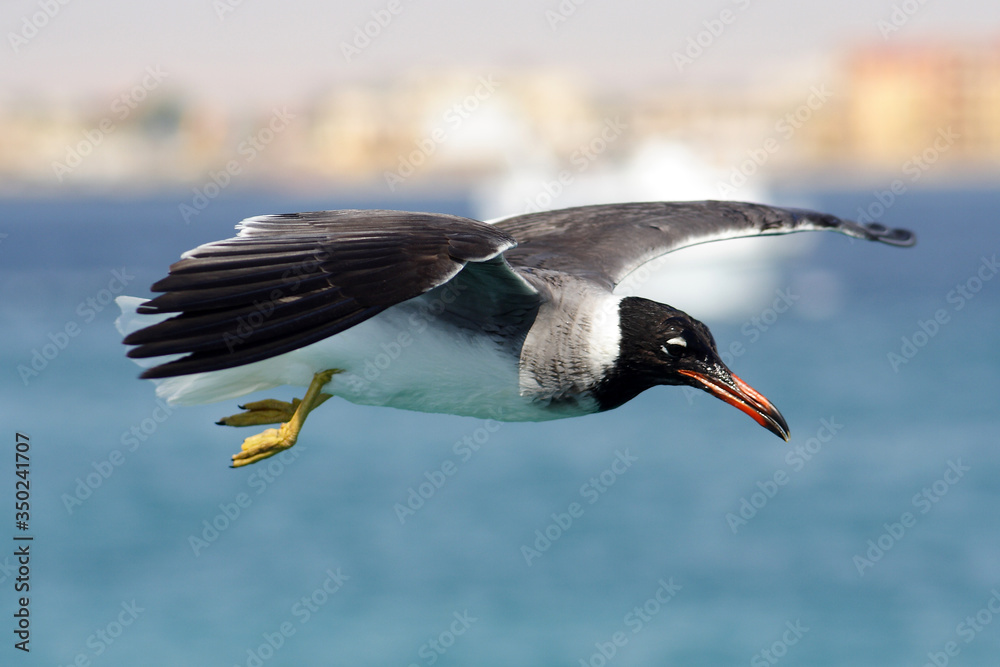 Bird White-eyed gull in flight