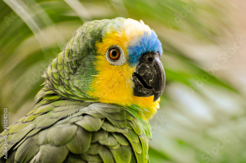 green winged macaw © Rafael