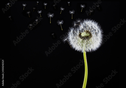 dandelion on a black background 2
