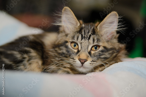 The striped fluffy Siberian cat with yellow big eyes lies resting on a blanket on a black background.