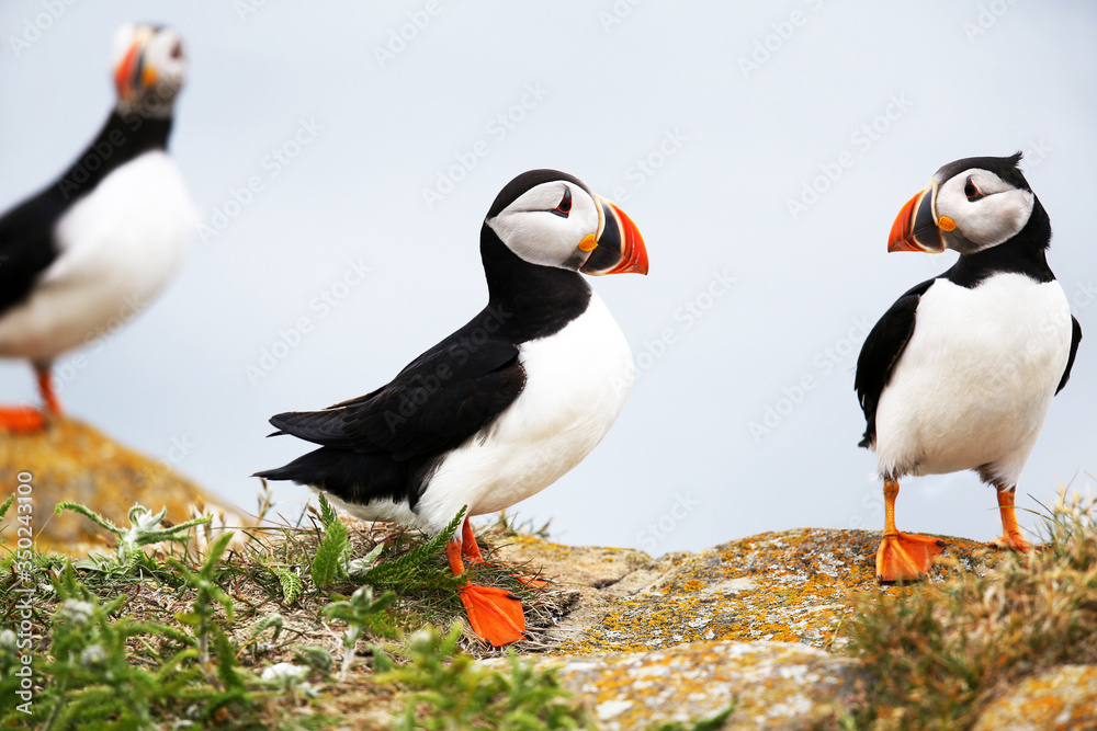 Fototapeta premium Atlantic Puffin foraging in a grass meadow, Newfoundland, Canada