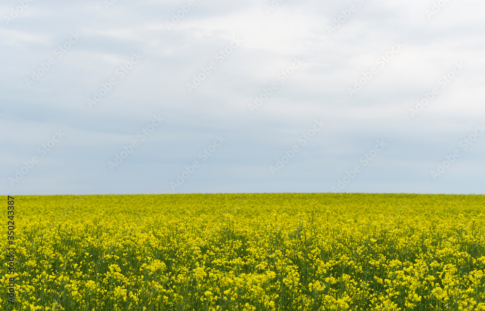 yellow rapeseed flowers (lat. Brassica get drunk) against a blue sky 7