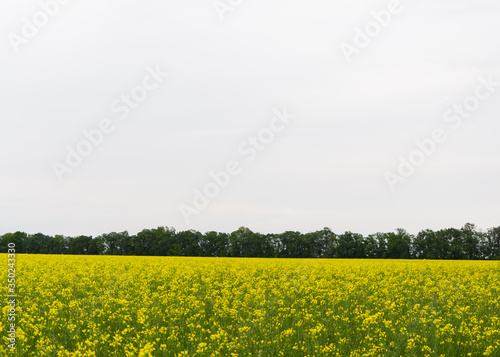 yellow rapeseed flowers (lat. Brassica get drunk) against a blue sky 5