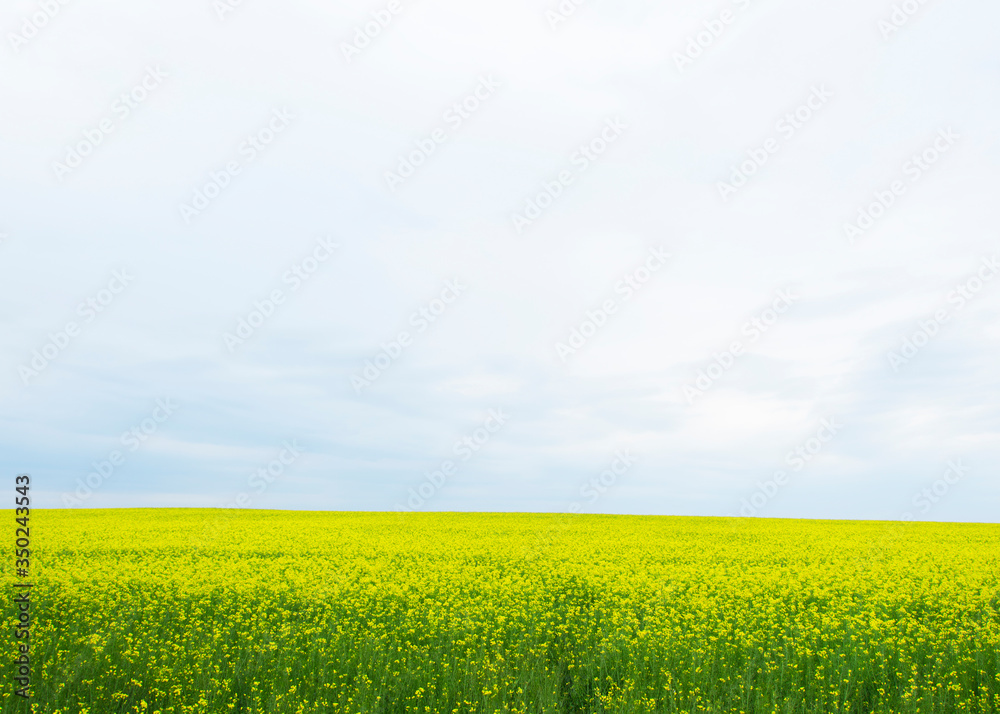 yellow rapeseed flowers (lat. Brassica get drunk) against a blue sky 13 yellow rapeseed flowers (lat. Brassica get drunk) against a blue sky 13