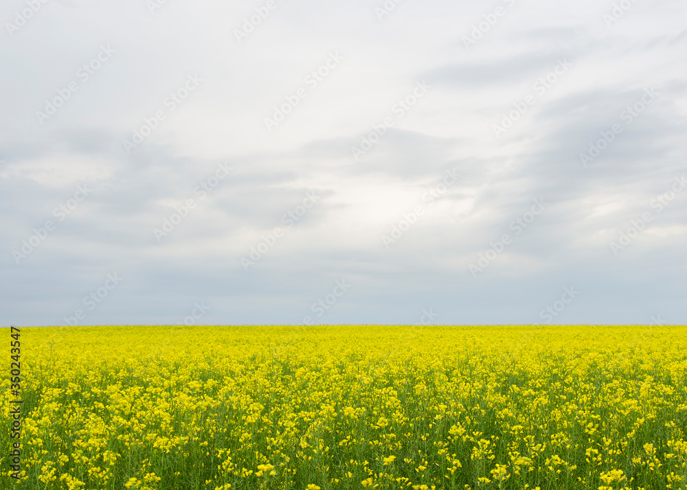 yellow rapeseed flowers (lat. Brassica get drunk) against a blue sky 12