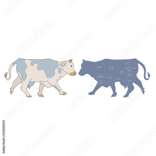 Cute french farmhouse cow with butcher chart vector clipart. Hand drawn shabby chic style country farm kitchen. Illustration of bovine farm animal livestock ranch graphic. Heifer graphic EPS 10. 