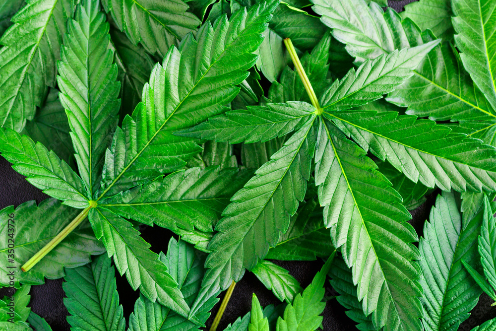 Cannabis is a standoff between a drug and a medicine. Green background of leaves.Close-up young hemp. Medicinal indica with CBD. Cannabis is a standoff between a drug and a medicine. Green background of leaves.Close-up young hemp. Medicinal indica with CBD.