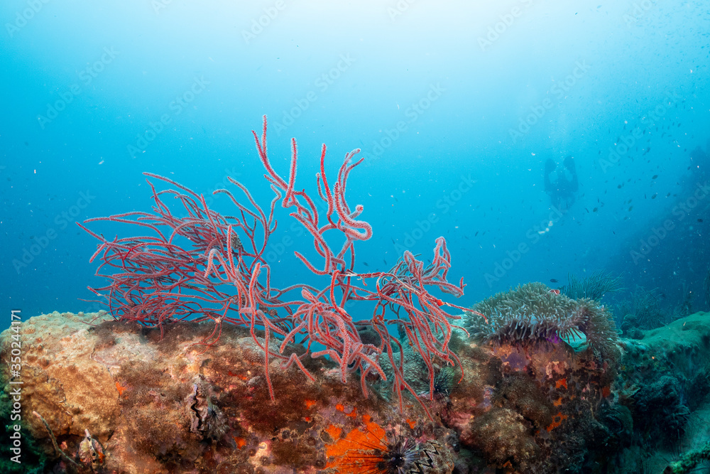 Obraz premium OLYMPUS DIGITAL CAMERA