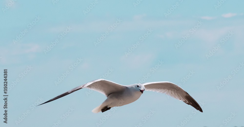 Obraz premium Mouette qui vole dans le ciel de Majorque, les ailes ouvertes