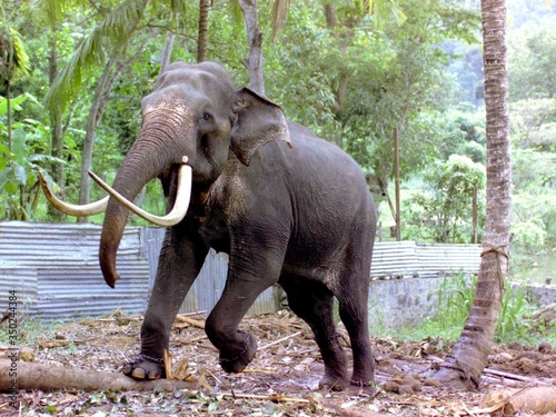 Canvas Print Full Length Of Chained Elephant Outdoors