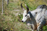 close up of Guzera cattle on pasture