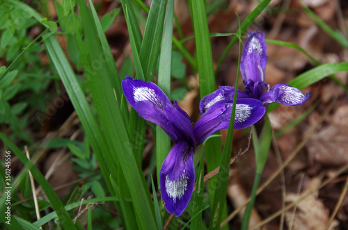 Dwarf Iris