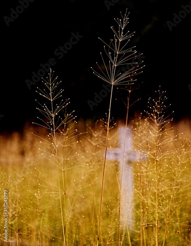 Graveyard peaceful detail scenery with dry plants and stone crosses, former place of Rab concentration camp, Kampor, island Rab, Croatia photo