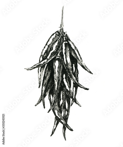 Hand drawn  black and white bunch of hot pepper. Jpeg only