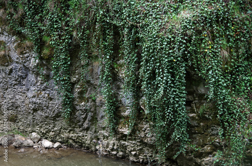 The Poison Ivy Wall