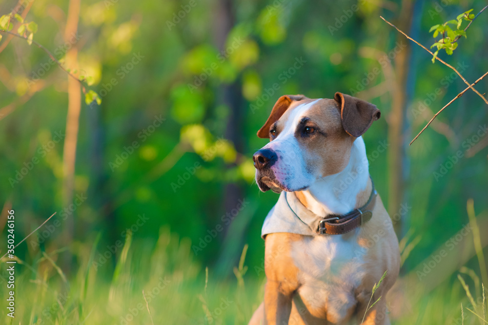 Telephoto portrait of a dog among fresh green grass and leaves. Beautiful pitbull terrier mutt in the forest, shallow depth of field